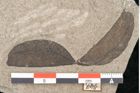 Foto (Detailansicht) von Plantae indet.  (NHMW-GEO-2024-0188-11448)